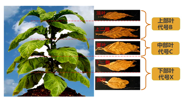 煙葉怎麽分級？煙葉分級原理和方法